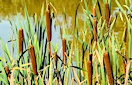 stories/2107/images/bulrushes.jpg stories/2107/images/bulrushes.jpg