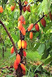 stories/2107/images/cacao_tree.jpg