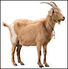 stories/2107/images/goat.jpg