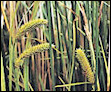 stories/2107/images/reeds.jpg