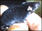 stories/2107/images/shrew.jpg
