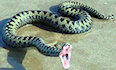 stories/2107/images/snake1.jpg