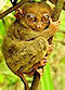 stories/2107/images/tarsier.jpg